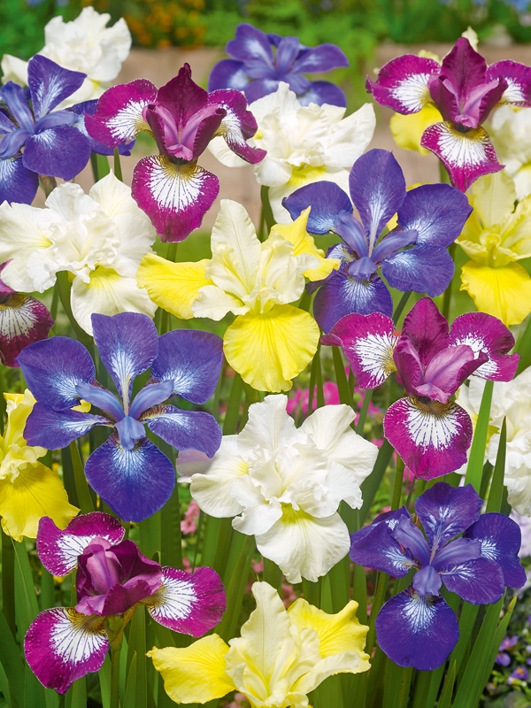 Iris sibirica